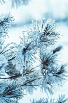 frozen spruce in hoarfrost in winter afternoon.