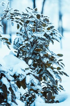 barberry close up branches in the snow.