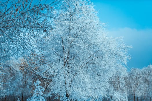 white winter forest on blue sky background.