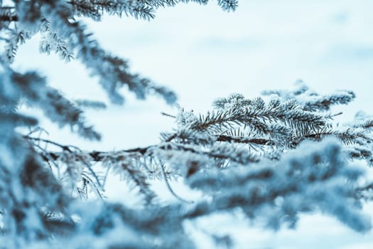 frozen spruce in hoarfrost in winter afternoon.