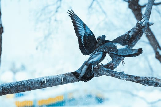 pigeons kiss on a branch in the winter afternoon.