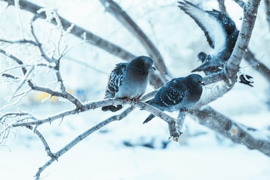 pigeons sitting hunched on a branch in the winter day.