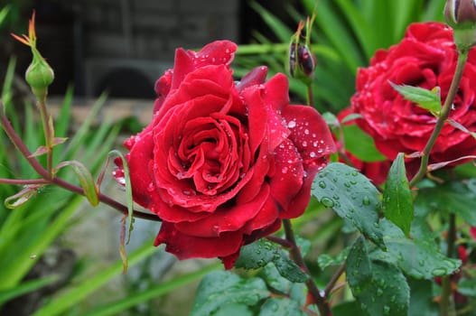 Red roses after the rain flowers background.