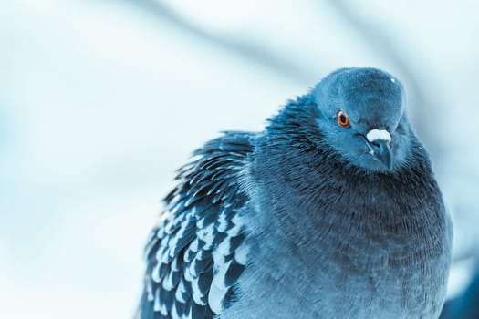 pigeon on the branch perched in the winter afternoon.