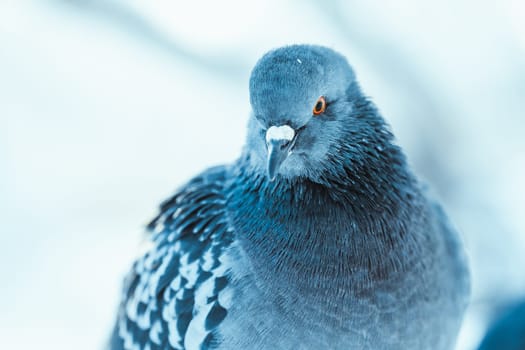pigeon on the branch perched in the winter afternoon.