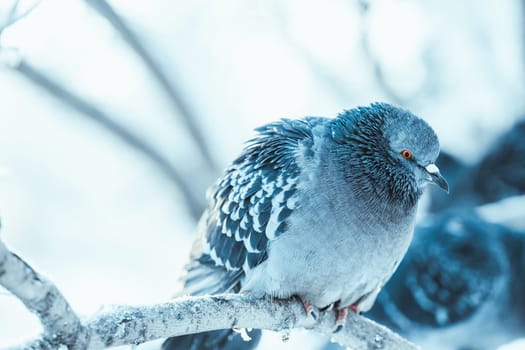 pigeons sitting hunched on a branch in the winter day.