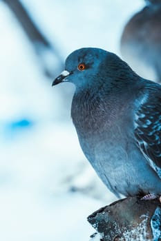 pigeon on the branch perched in the winter afternoon.