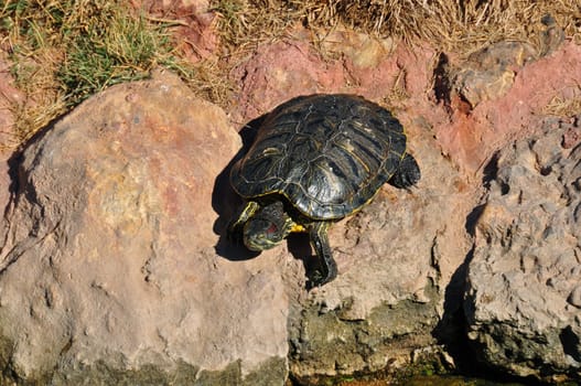 Red eared slider turtle climbing on rocks. Amphibian reptile animal in natural environment.