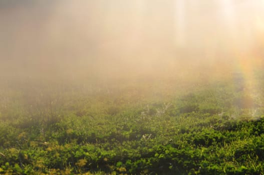 Sunlight on grass abstract blur. Misty nature landscape.