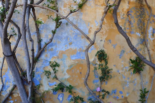 Old textured wall and tree branches abstract background.