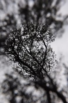 Soft spot focus pine tree branches silhouette. Abstract winter nature blur.