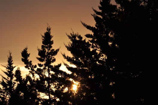Fir trees silhouette and setting sun rays through braches. Nature abstract sunset.