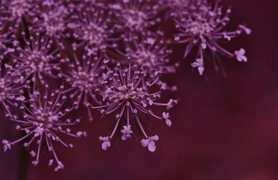 Yarrow flowering plant macro abstract background. Selective focus.