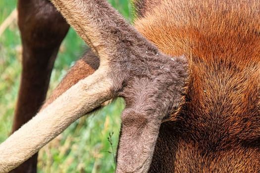 Macro view of elk velvet on antlers.