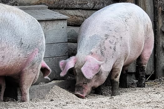 Two pigs eating grain on the ground.