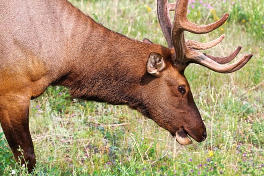 Side view of an elk head and antlers.