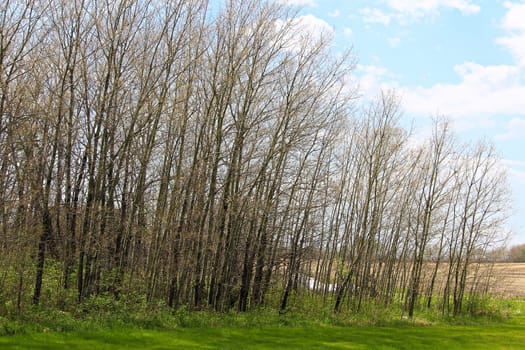 View of a forest stripped of its leaves by caterpillars.