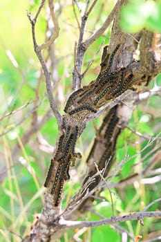 A group of caterpillars crawl over the trunk of a liliac bush.