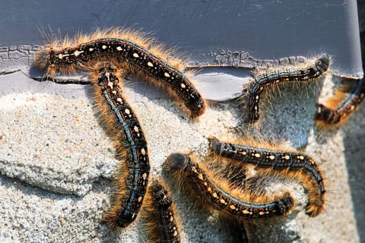 Closeup of forest tent caterpillars crawling over cement.