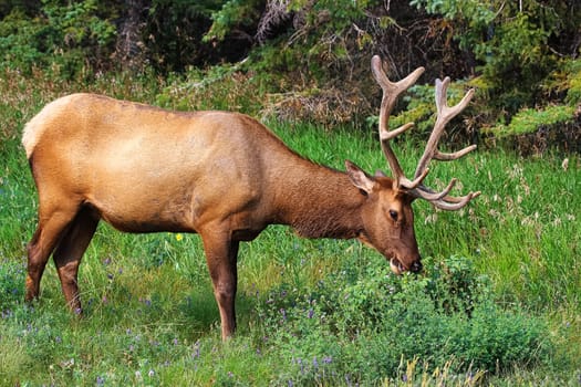 A male bull elk eats fresh clover.