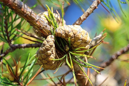 Two scots pine cones on a tree before opening.