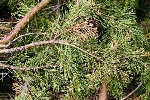 Closeup of green pine branches that are starting to dry up.