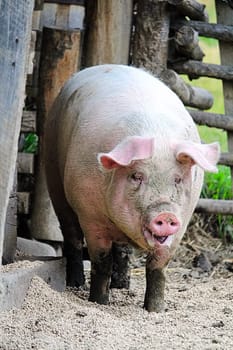A vertical portait of a hairy farm pig.