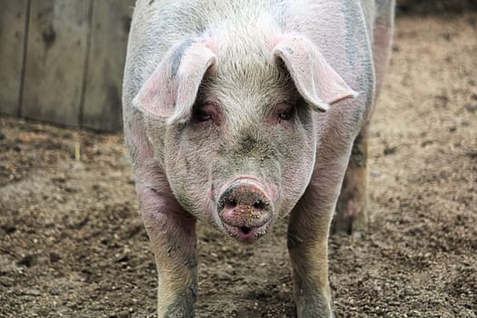 Portrait of a pig looking forward.