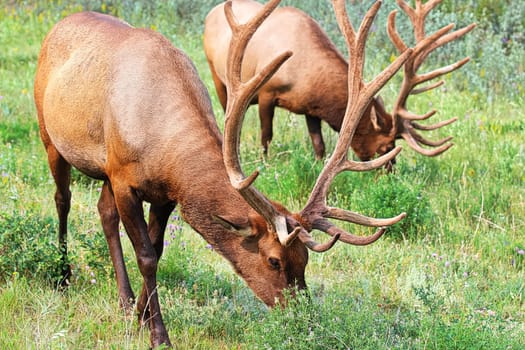 Two large elks graze on fresh grass.