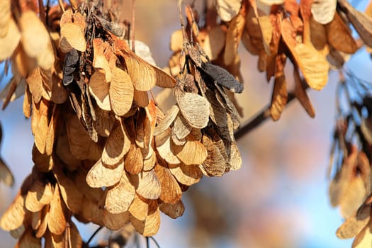 Orange clusters of maple seeds with a blurred blue background.
