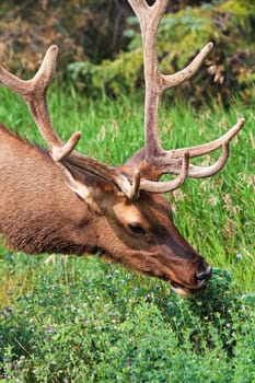 Closeup of a make elk eating fresh clover.
