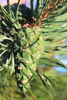 Closeup view of a green pine cone in summer.