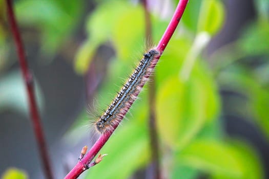 A forest tent caterpillar crawls on a branch.