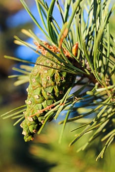 Closeup view of a scots pine cone in summer.