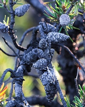 Old dried up pine cones attached to dead branches.