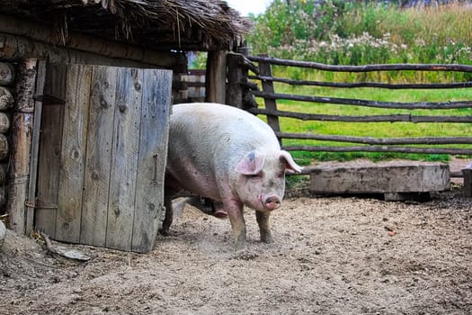 A pig looks out from behind a wooden door.