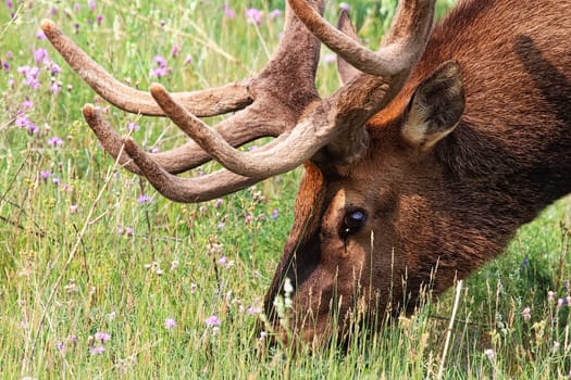 Closeup of a bull elk head eating grass.