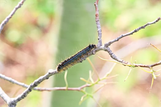 A caterpillar crawls on a branch stripped clean of all foliage.