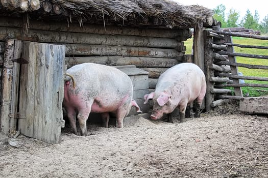 Two pigs outside a rustic barn rooting on the ground.