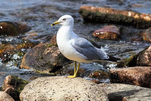 A ring-billed gull standing on rocks by flowing water.