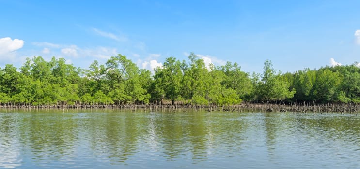 Landscape of tropical mangrove forest and oyster farming in Phang Nga Bay National Park, Thailand. Oyster culture using rubber tyres as cultch.
