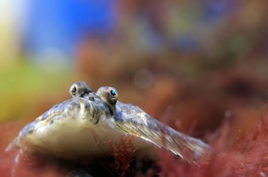 Pair of flatfish turbot Scophthalmus maximus