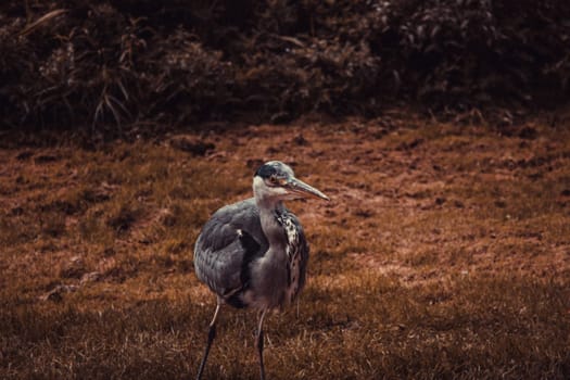 Heron in natural park, birds in danger of extinction, animals