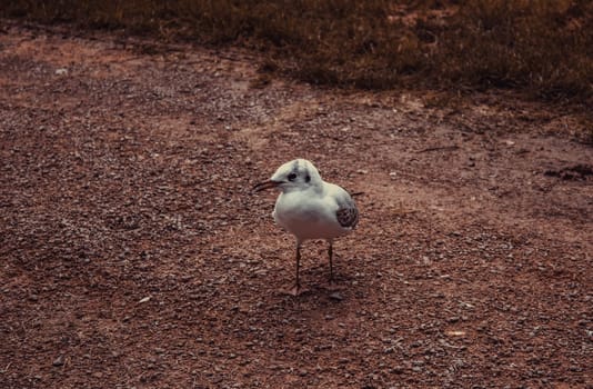 Seagull in natural park, birds in freedom