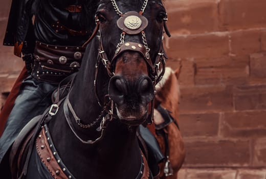 Horse medieval dress in show, animals and war