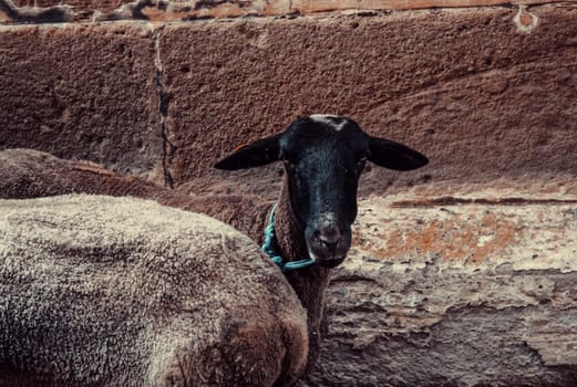 Goat enclosed fence in animal farm, nature