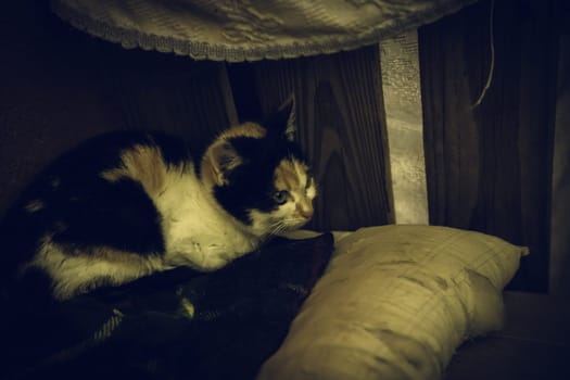 Cats abandoned on the street, animal abuse, loneliness