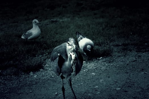 Heron in natural park, birds in danger of extinction, animals