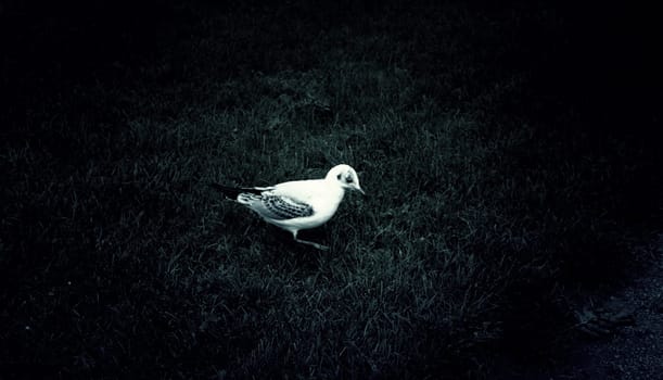 Seagull in natural park, birds in freedom