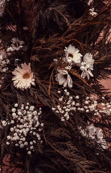 Natural white daisy in garden, snack and plants